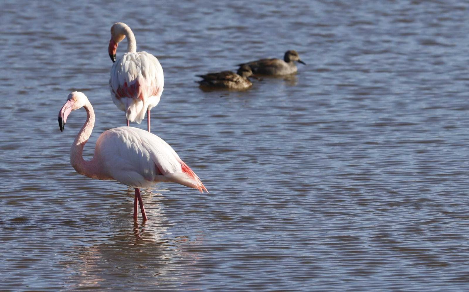 Aves en el Paraje Natural Marismas del Odiel