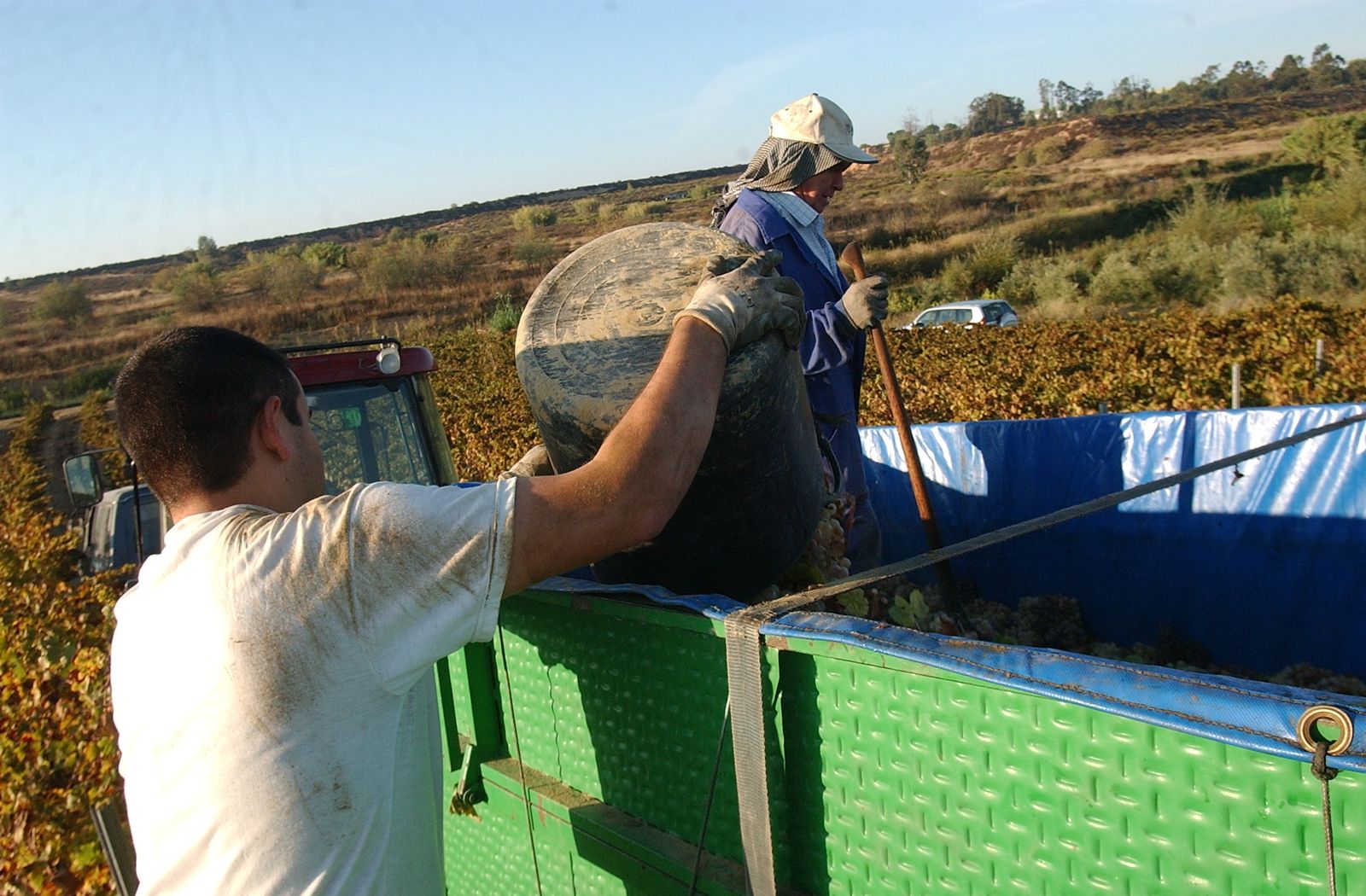 Campaña de la vendimia en el Condado de Huelva