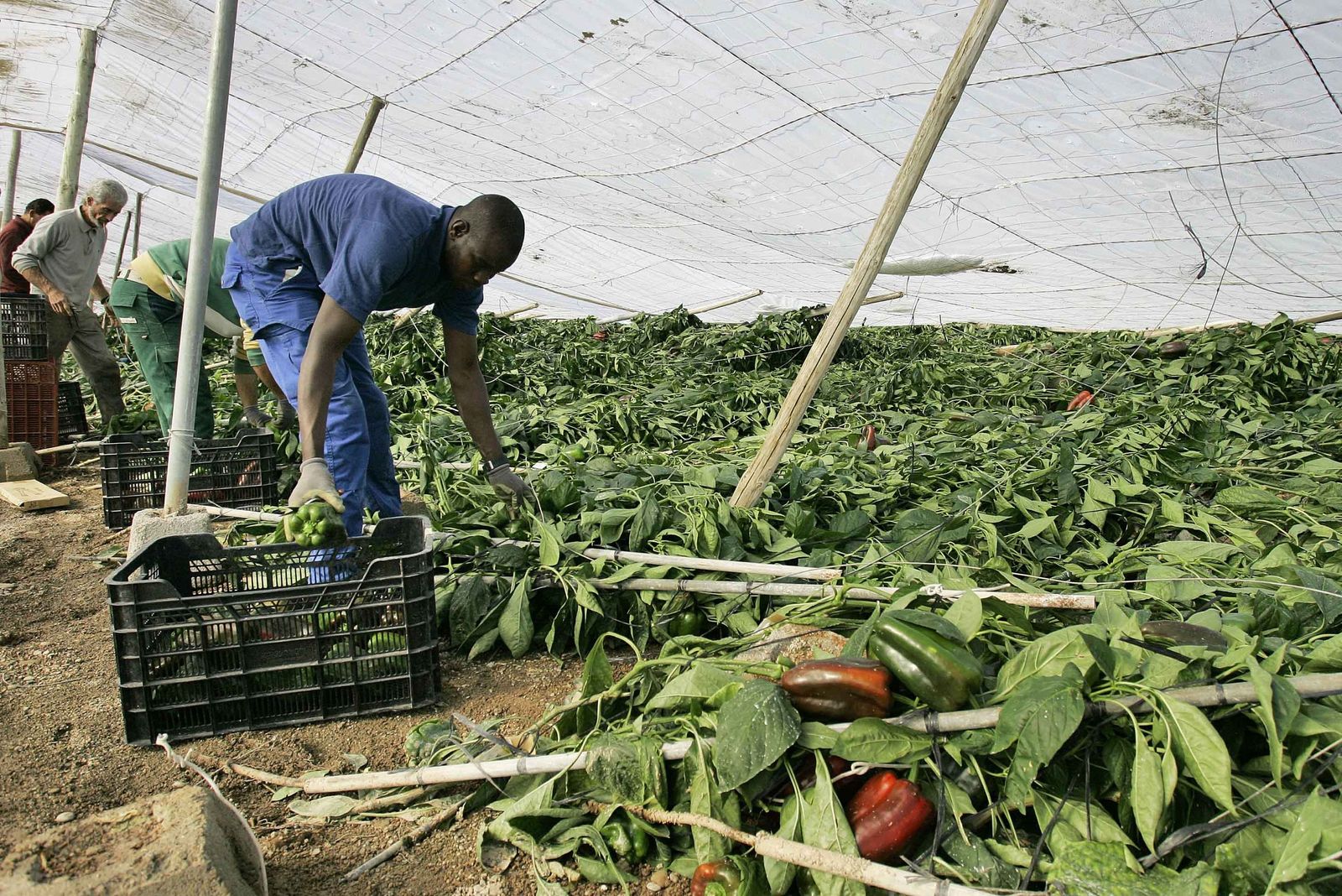 El sector agrícola en Almería promueve el trabajo autónomo en Almería.