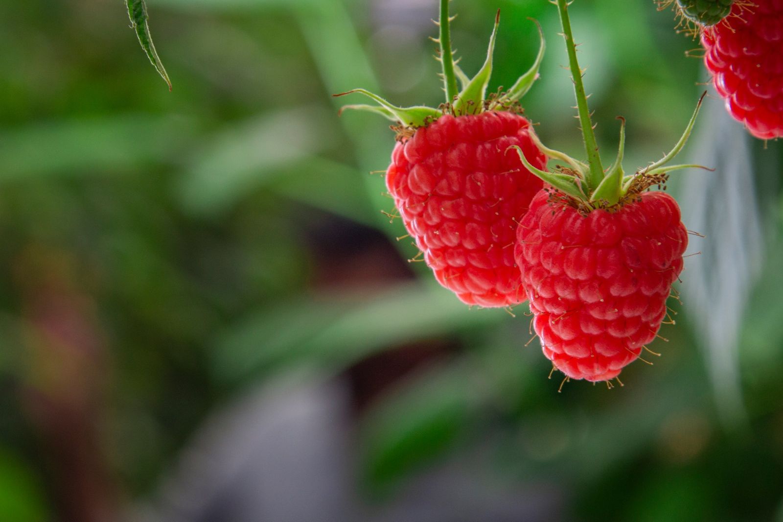Dos nuevas variedades de frambuesa en Huelva