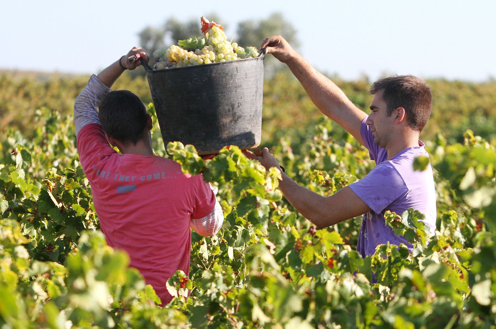 Imágenes de la vendimia en el Condado de Huelva.