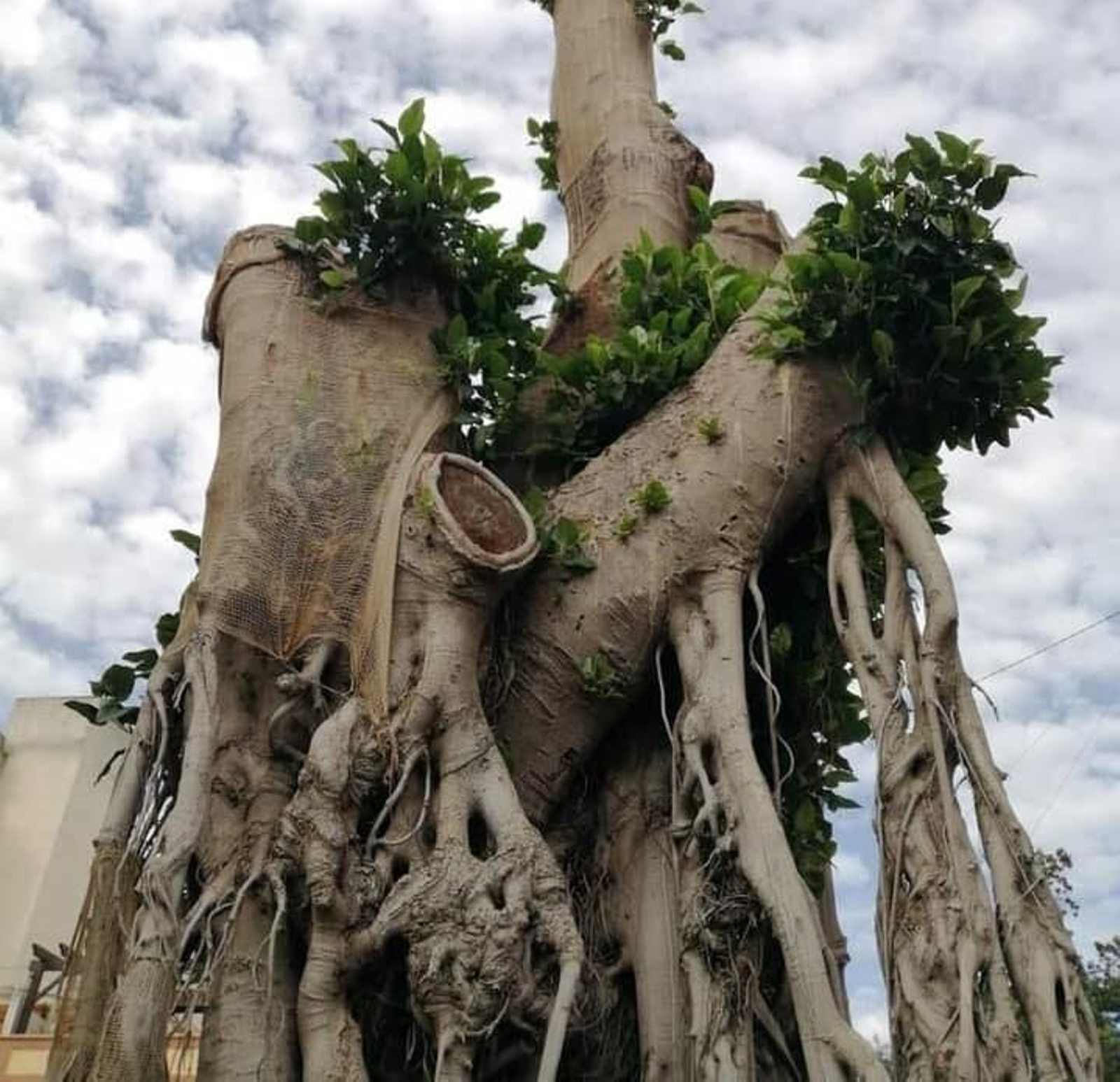 Estado del ficus de San Jacinto este mes de enero, con brotes verdes.