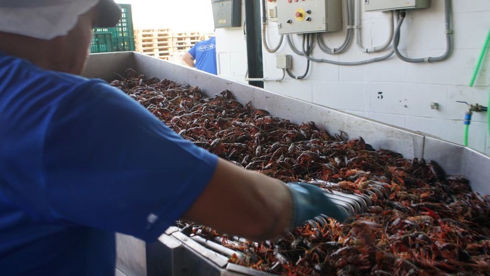 Acumulación de cangrejos rojos tras ser recogidos.