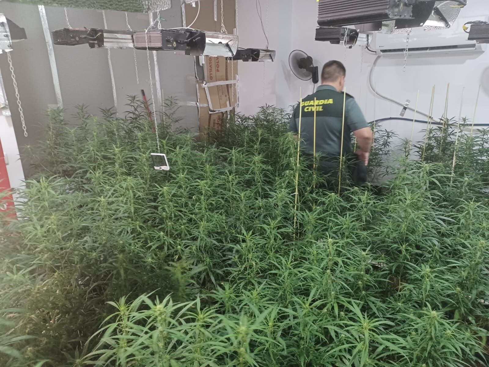Desmantelan un cultivo de 214 plantas de marihuana en una zona residencial de Mairena del Alcor.