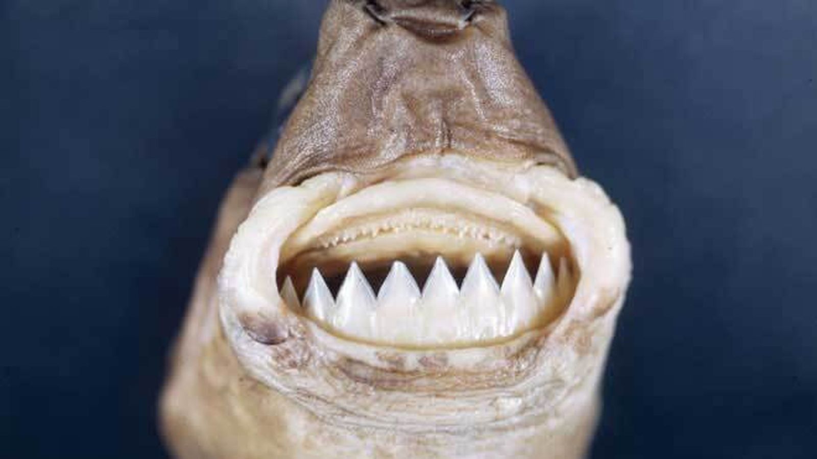 dientes-tiburon-cortador-galleta