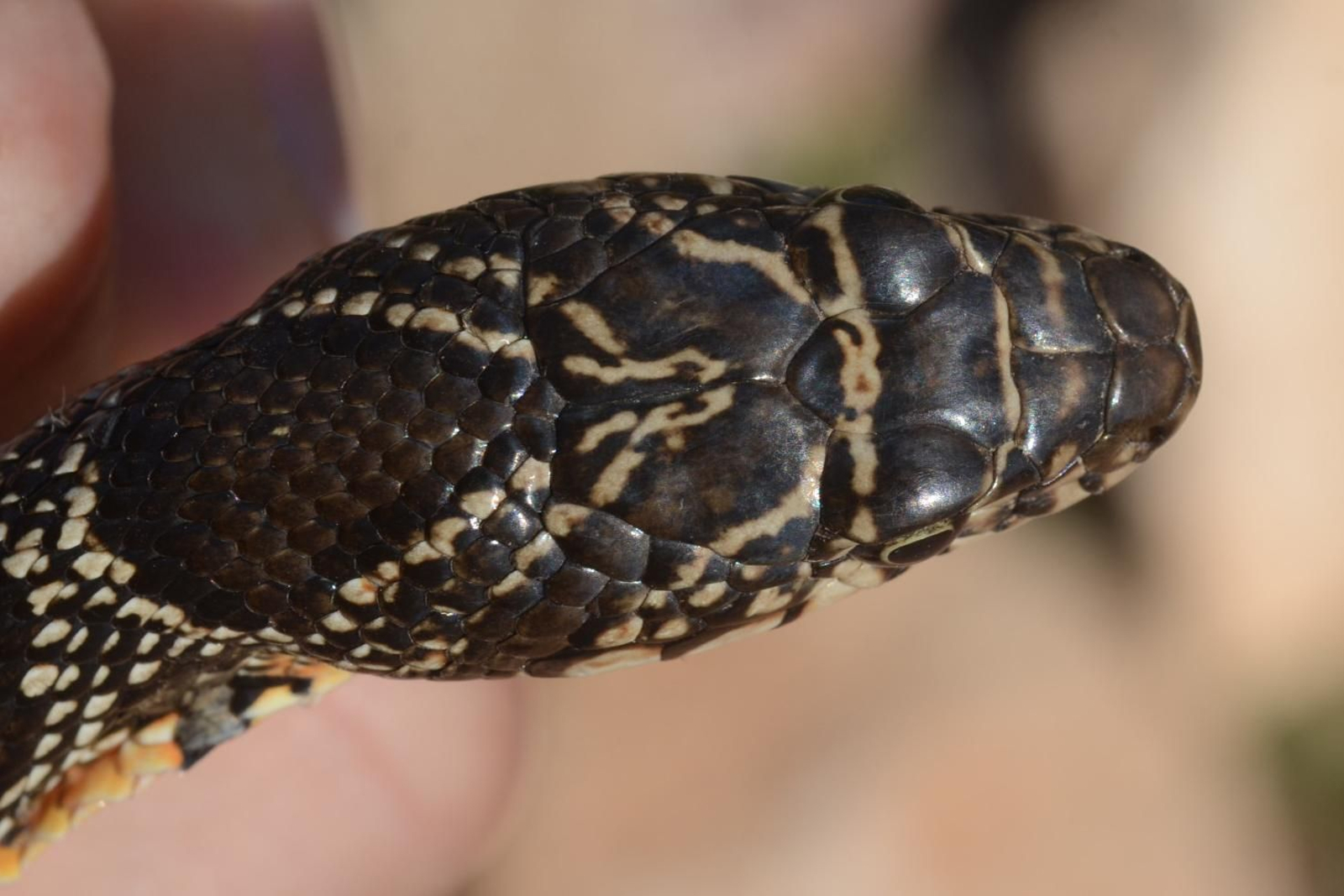 Culebra de herradura. Zonas urbanas. Se puede encontrar en jardines o en muros de chalés. Normalmente no alcanza más de 120 centímetros. Tiene un fuerte temperamento y muerden para defenderse cuando se ve atacadas, pero no tienen veneno.