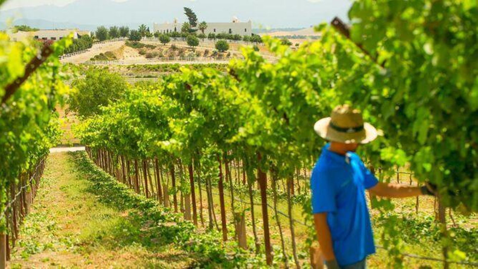 Los viñedos de Tesalia