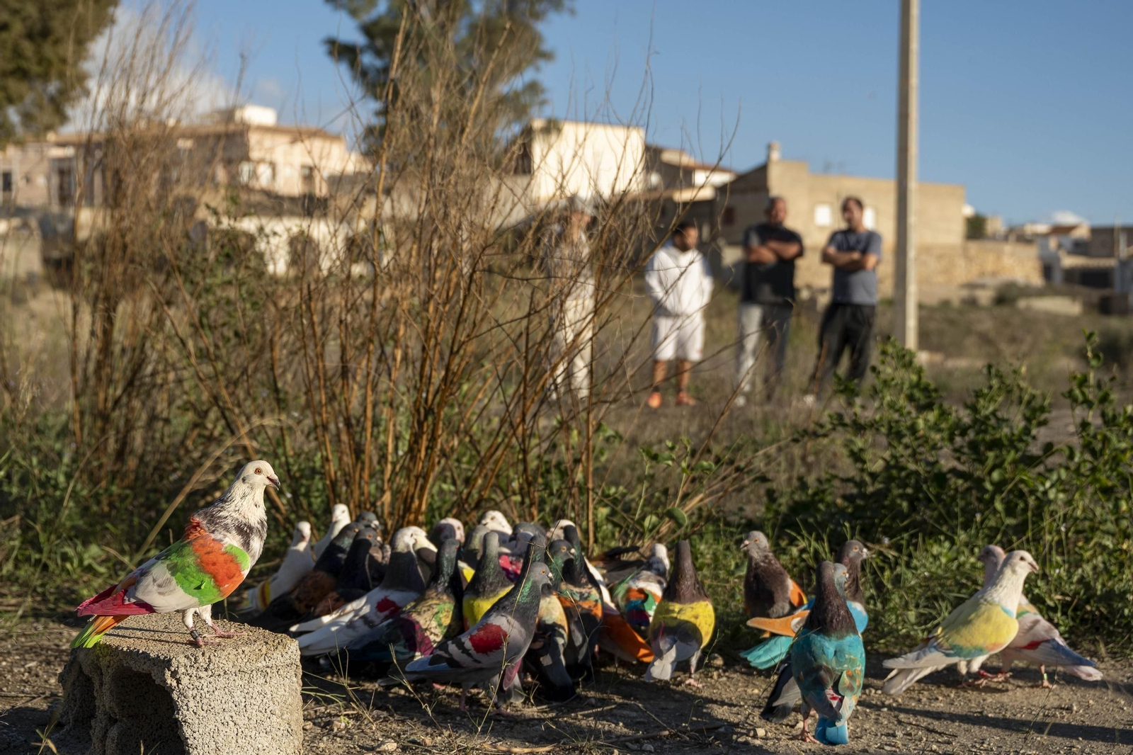 Las mejores imágenes de la suelta de palomos en la Feria de Albox