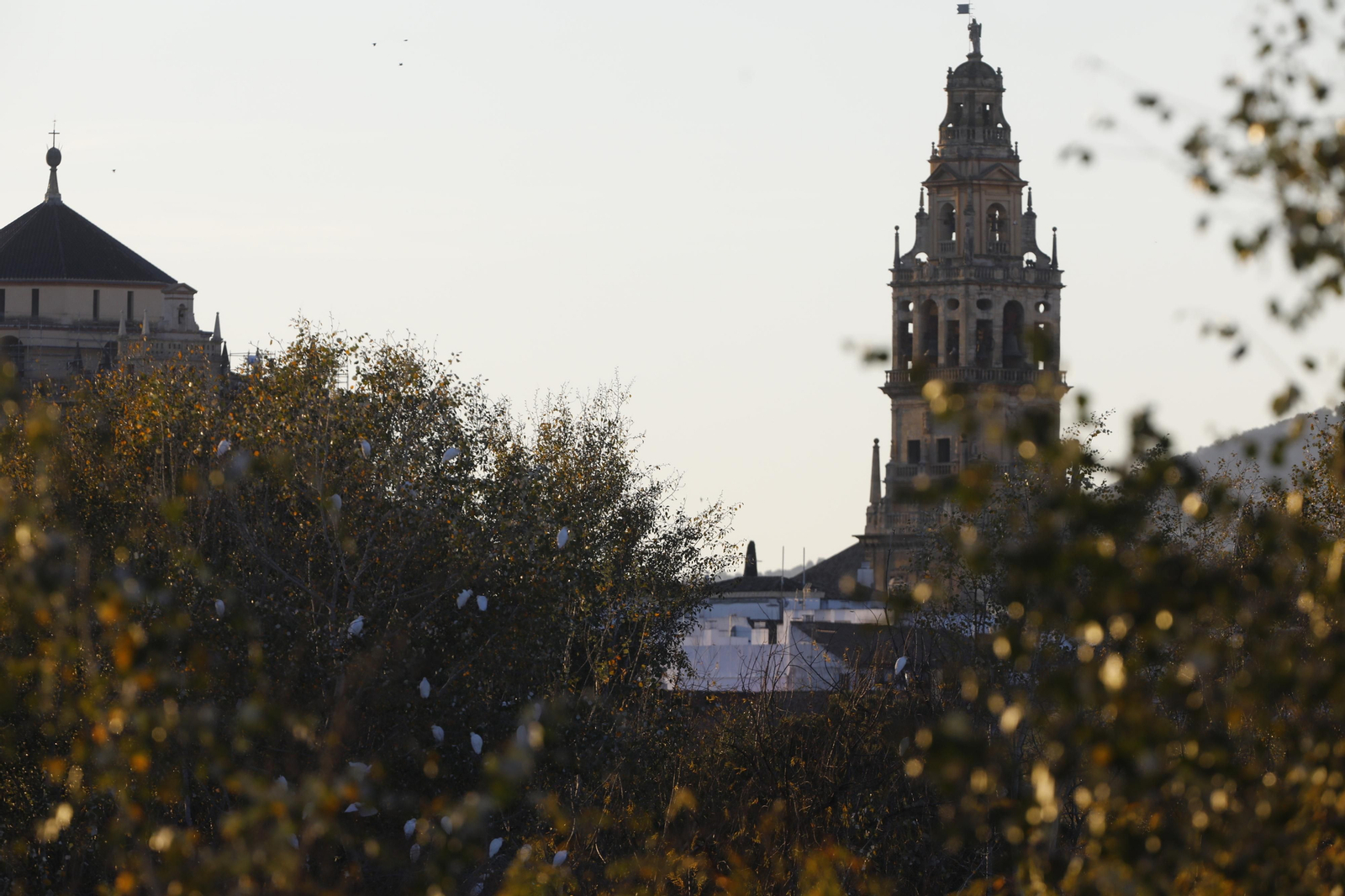 Las aves que habitan en Los Sotos de la Albolafia de Córdoba, en fotografías