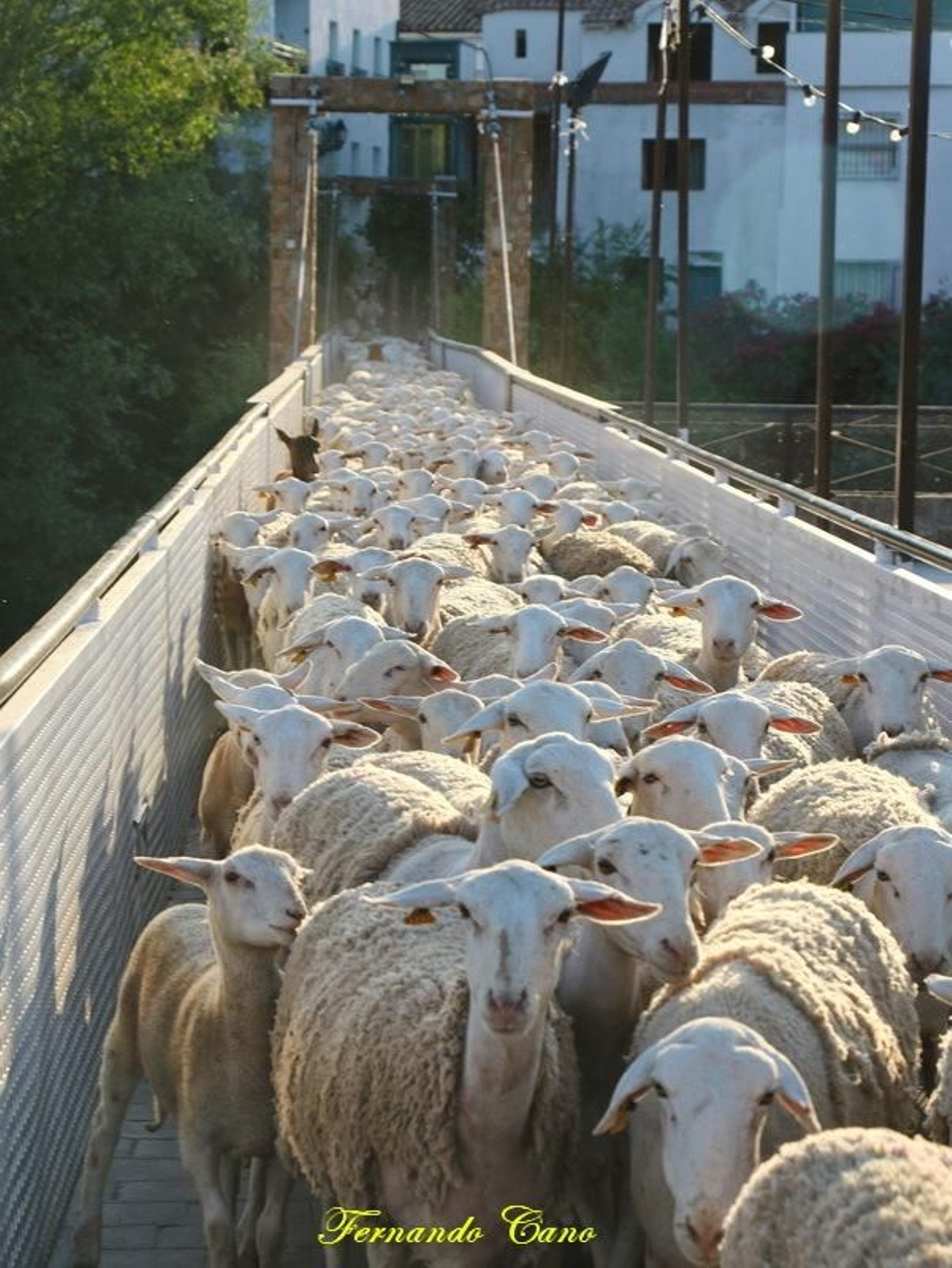 Las reses del ganadero Pablo Espinar hacen la trashumancia a su paso por Mogón.