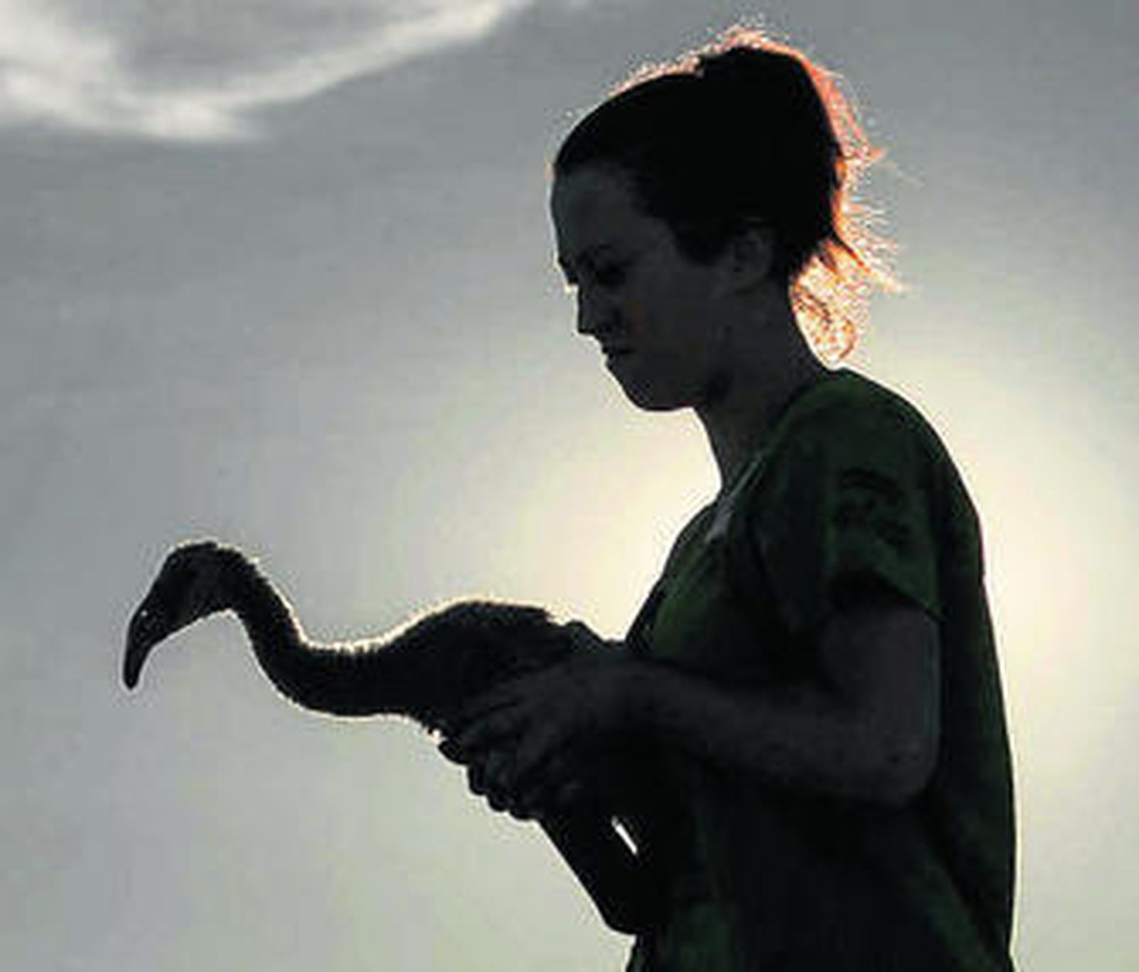 Baby-boom de flamencos