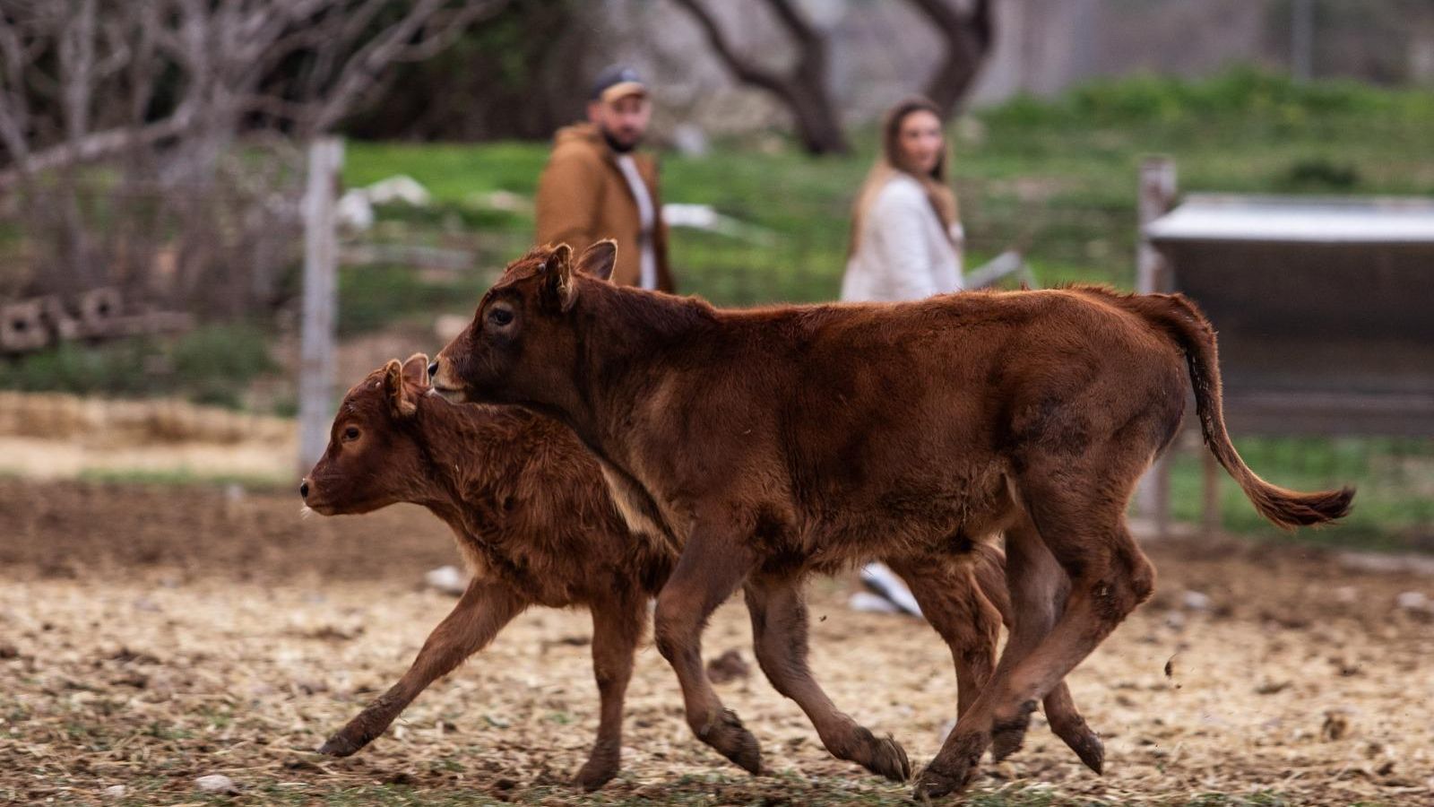 Se da gran importancia al aumento del ganado