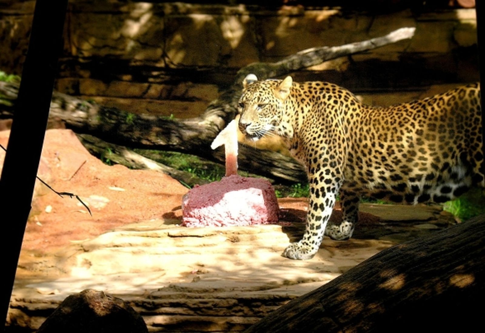 Nuwa, la leopardo de Sri-Lanka del zoológico Bioparc, cumple un año y lo celebra con un tarta cruda