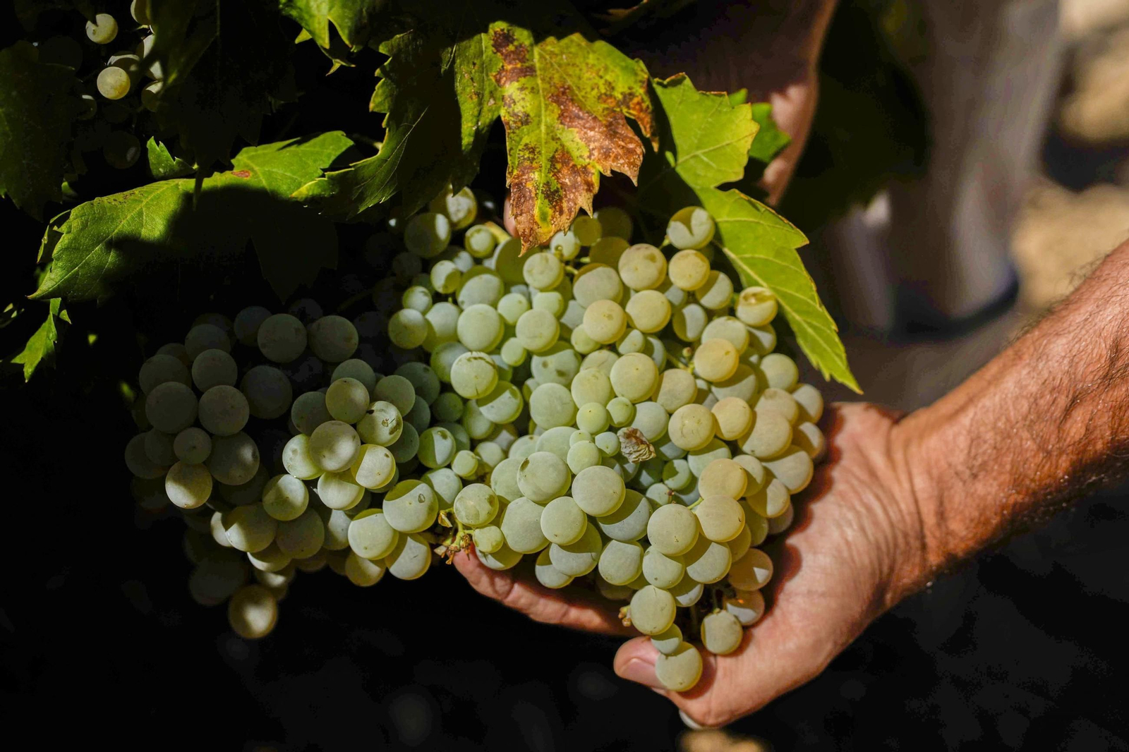 Recolección de uvas en los viñedos de Montilla-Moriles.