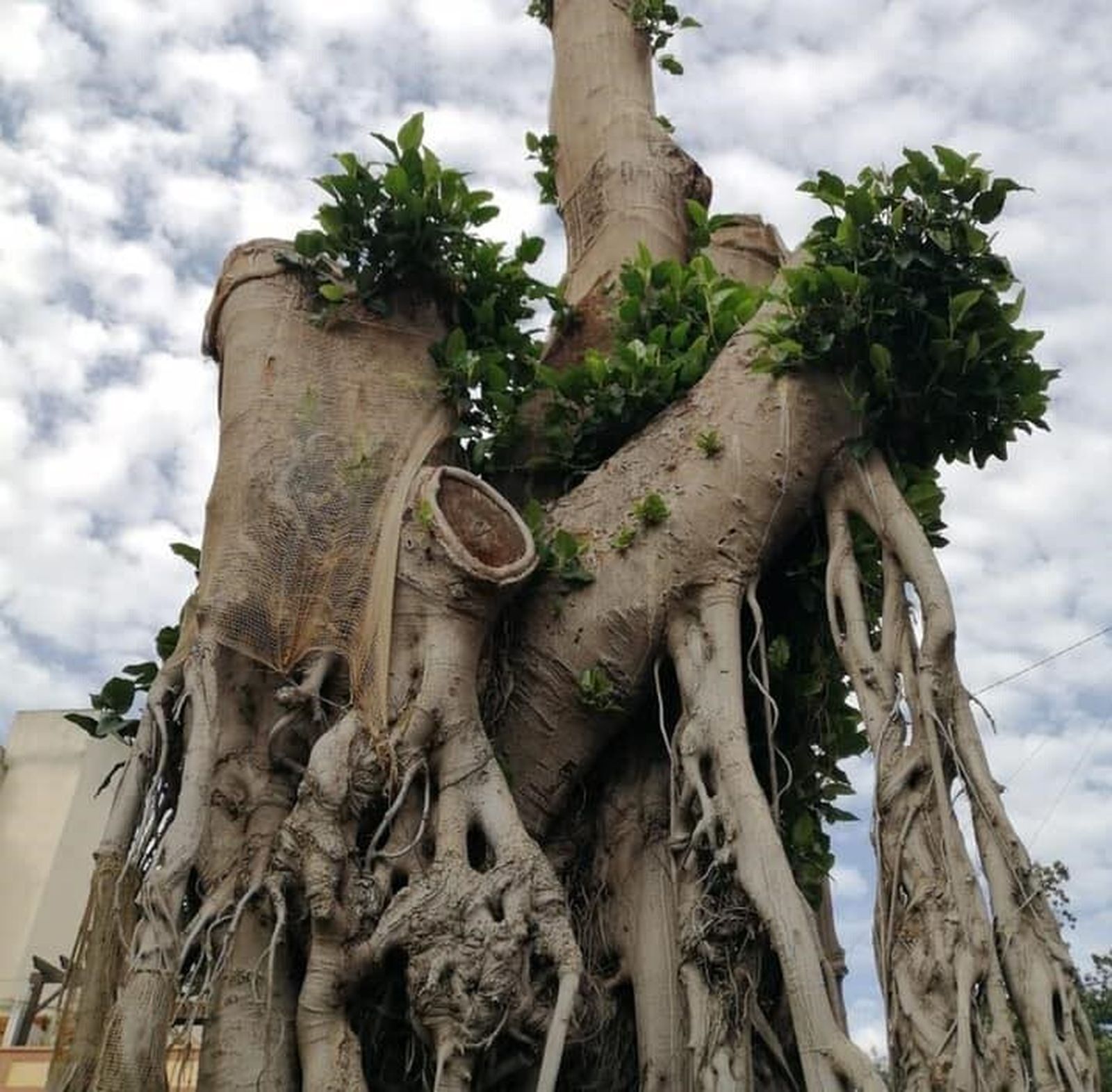 La Justicia reabre la investigación contra el Ayuntamiento de Sevilla por la tala del ficus de Triana