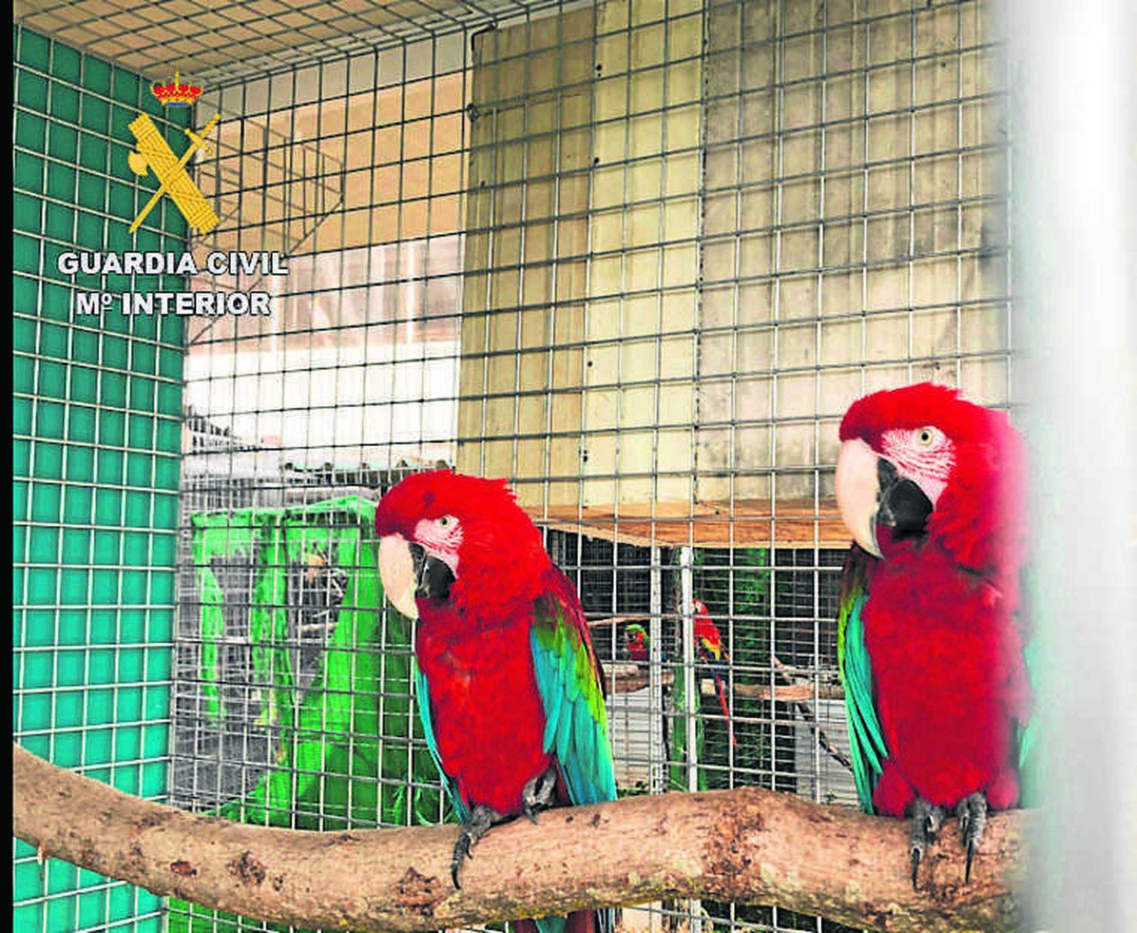 Algunas de las aves protegidas que se comercializaban.