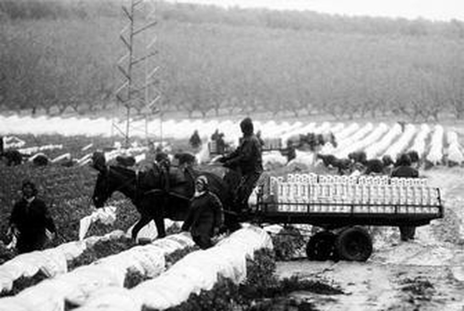 Recogida de la fresa en Gibraleón (Huelva), durante el temporal de abril del año pasado.