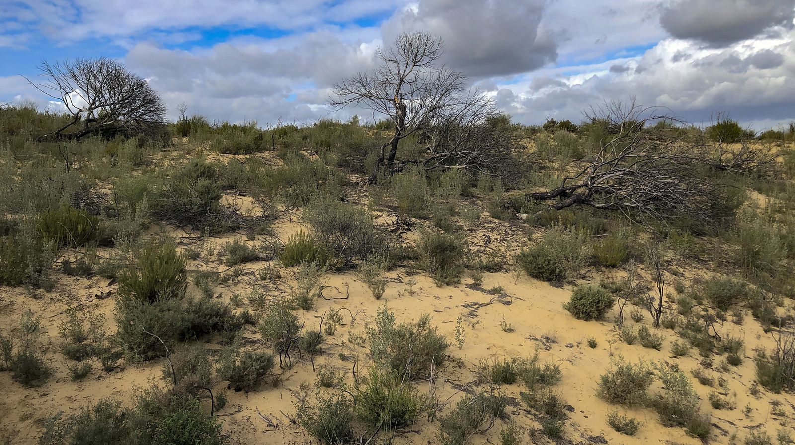 El resurgir de Doñana: tres años después del incendio