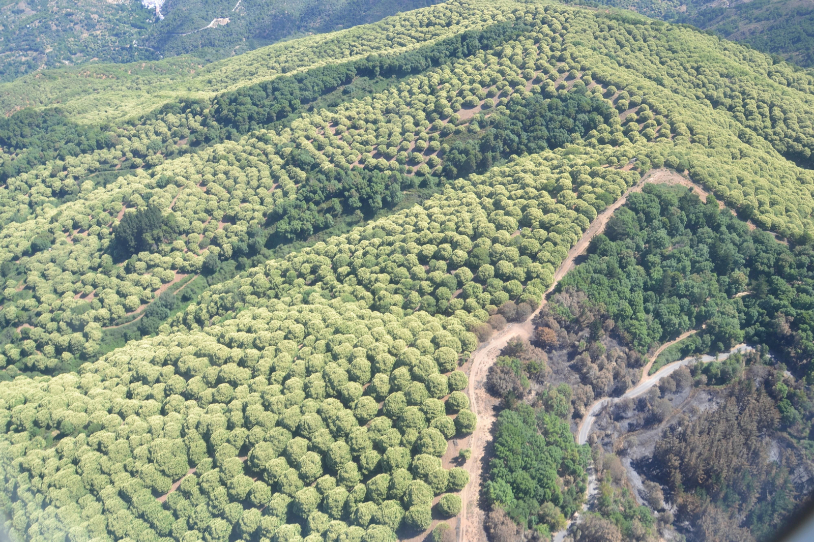 Así ha quedado la zona de Sierra Bermeja afectada por el incendio de Pujerra (fotos)