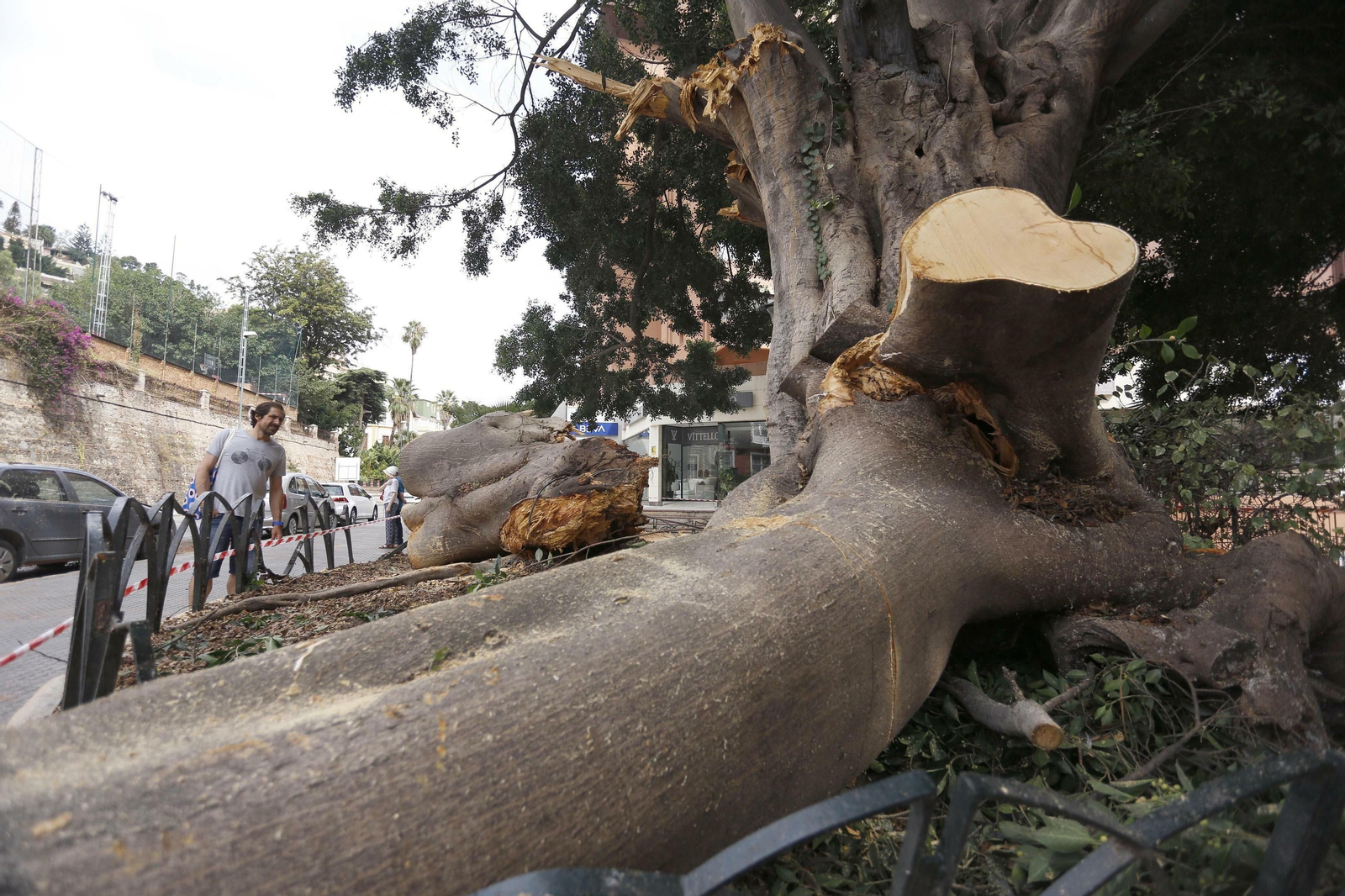 El estado del ficus de la fuente de Reding tras la tormenta