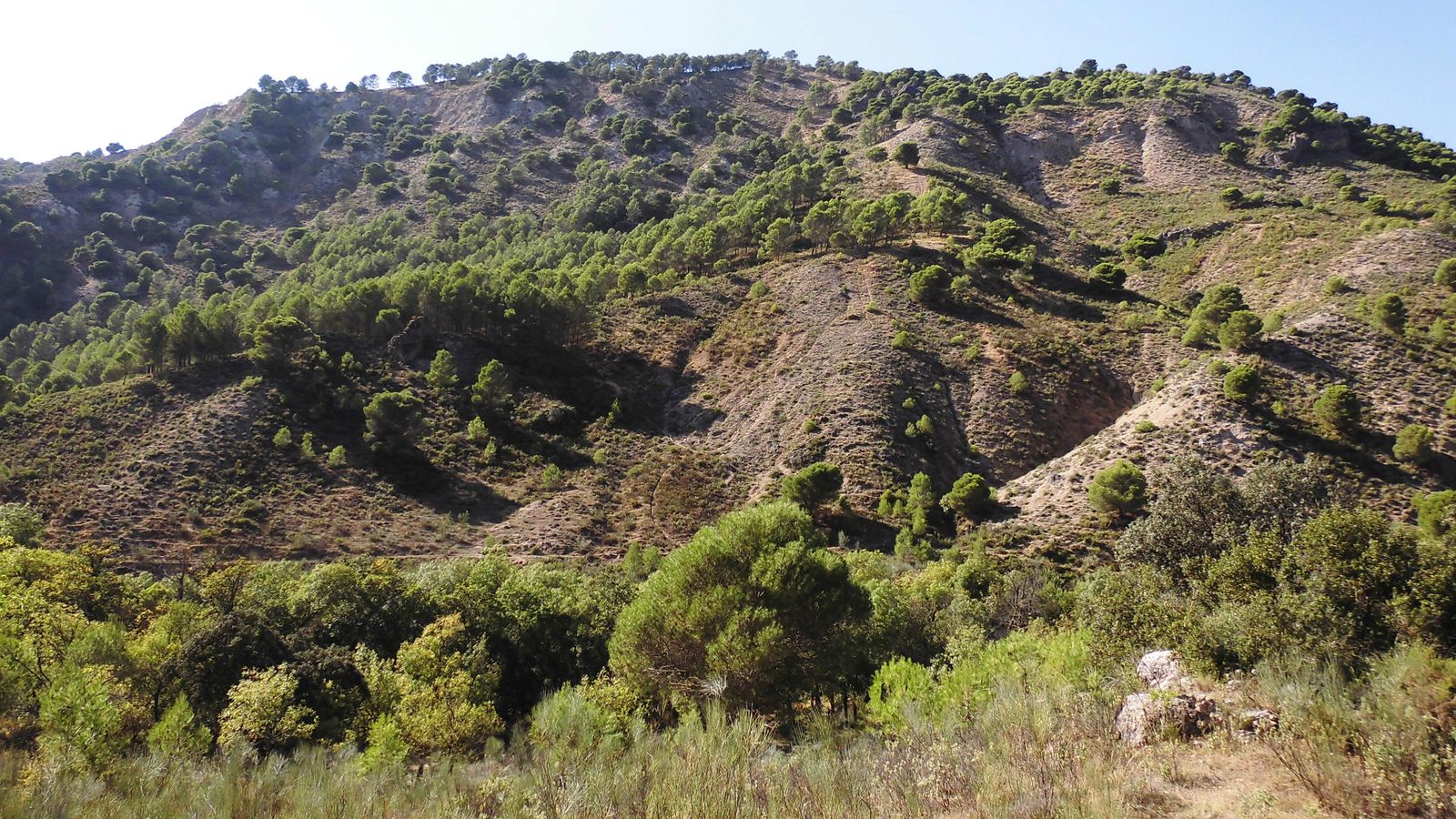 Pinares autóctonos y matorral en una senda marcada por la flora.