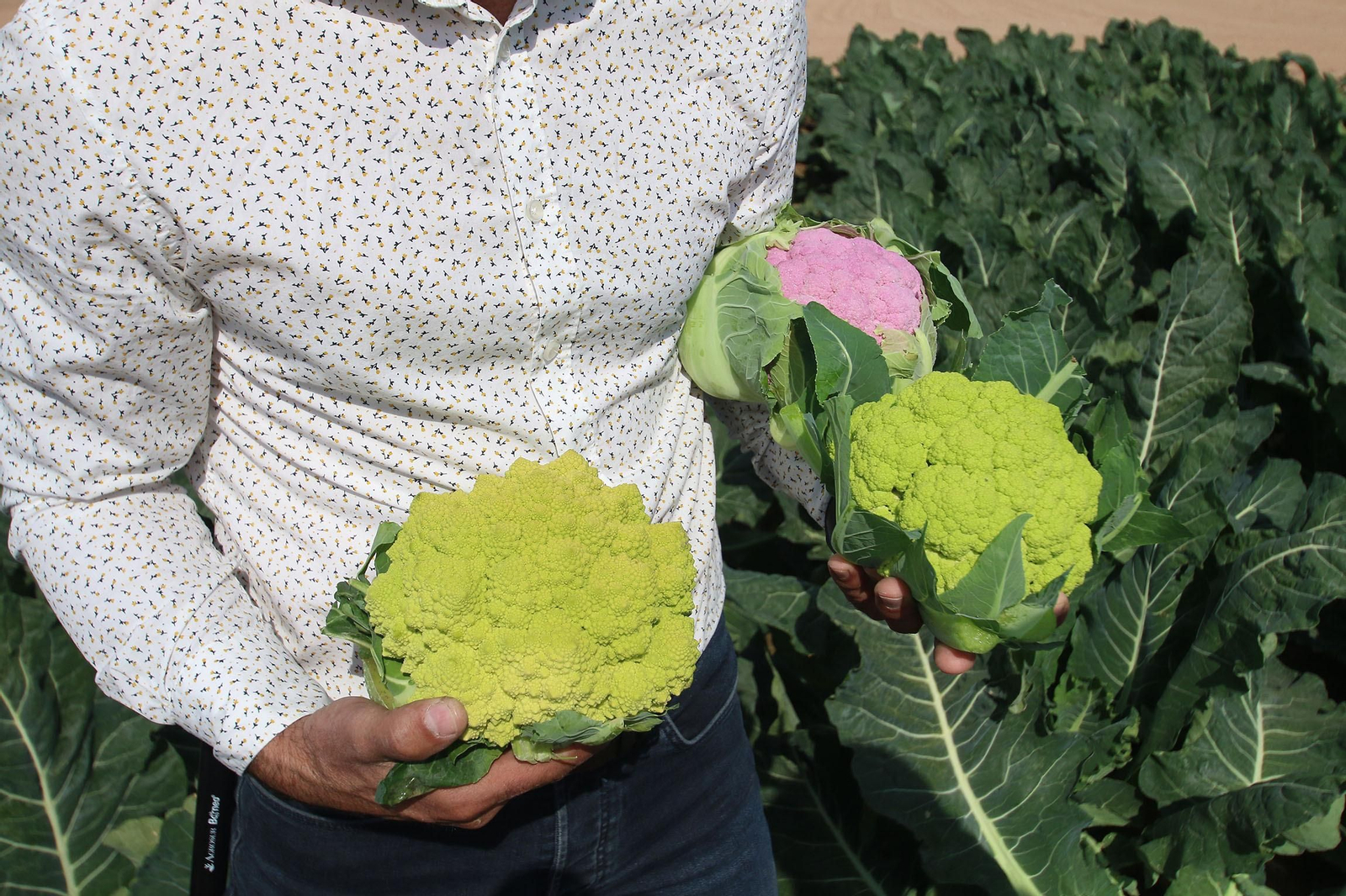 Fotogalería de las jornadas de puertas abiertas de Rijk Zwaan en Cartagena