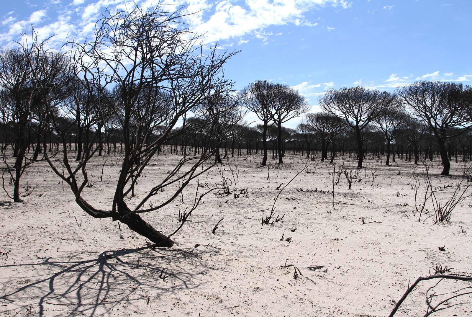 Imágenes de las consecuencias del incendio de Moguer