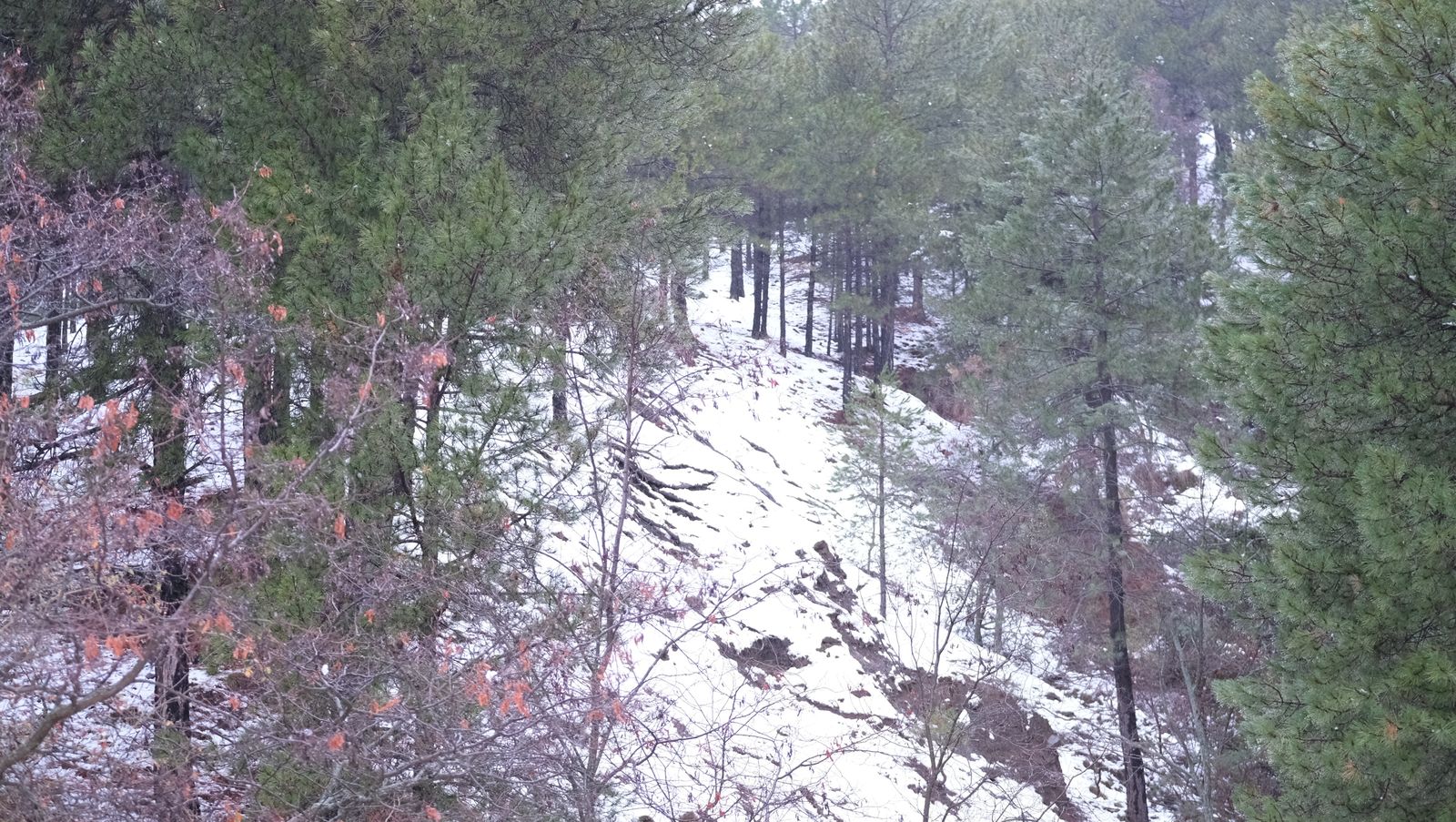Fotogalería nevada en la Provincia de Almería