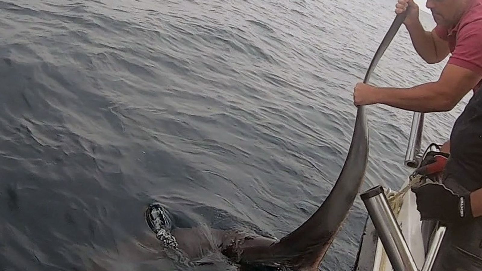 El biólogo marino afincado en El Rompido (Cartaya), Gabriel Gómez, en uno de los proyectos donde ha trabajado