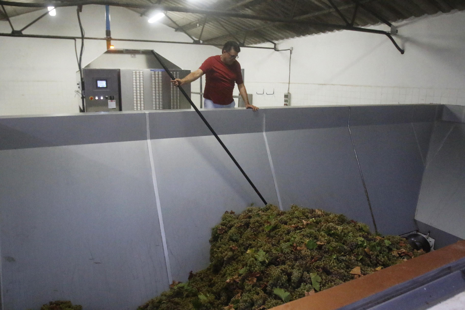 La vendimia en Montilla-Moriles, en fotografías