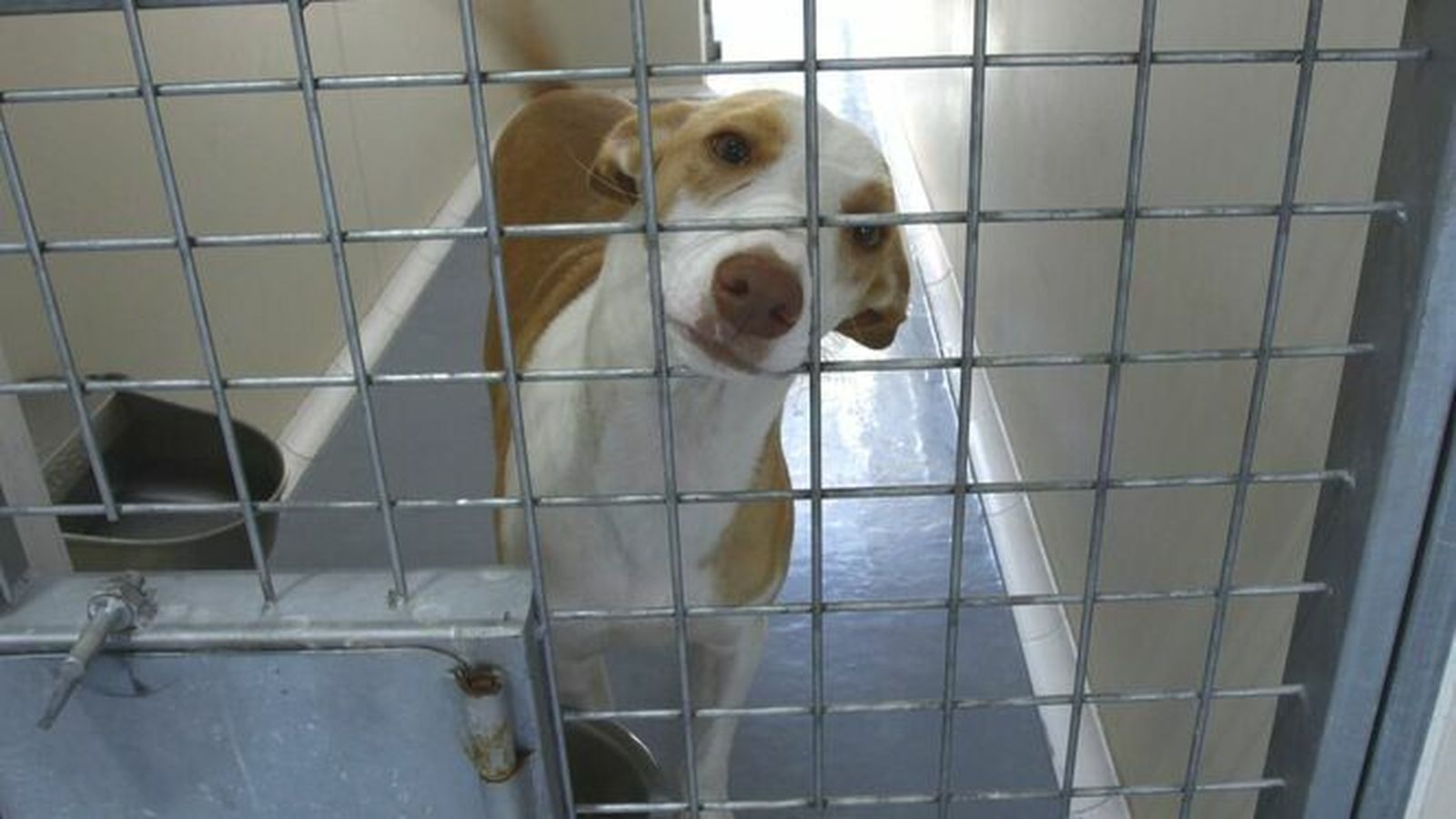 Un perro atendido en el Zoosanitario Municipal