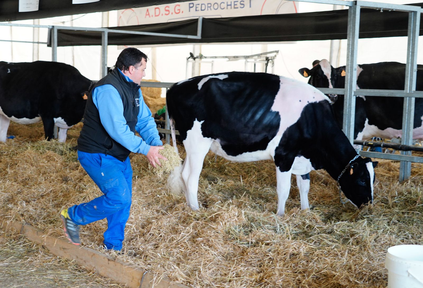 La Feria de Ganado Frisón Usías Holsteins de Dos Torres, en fotografías