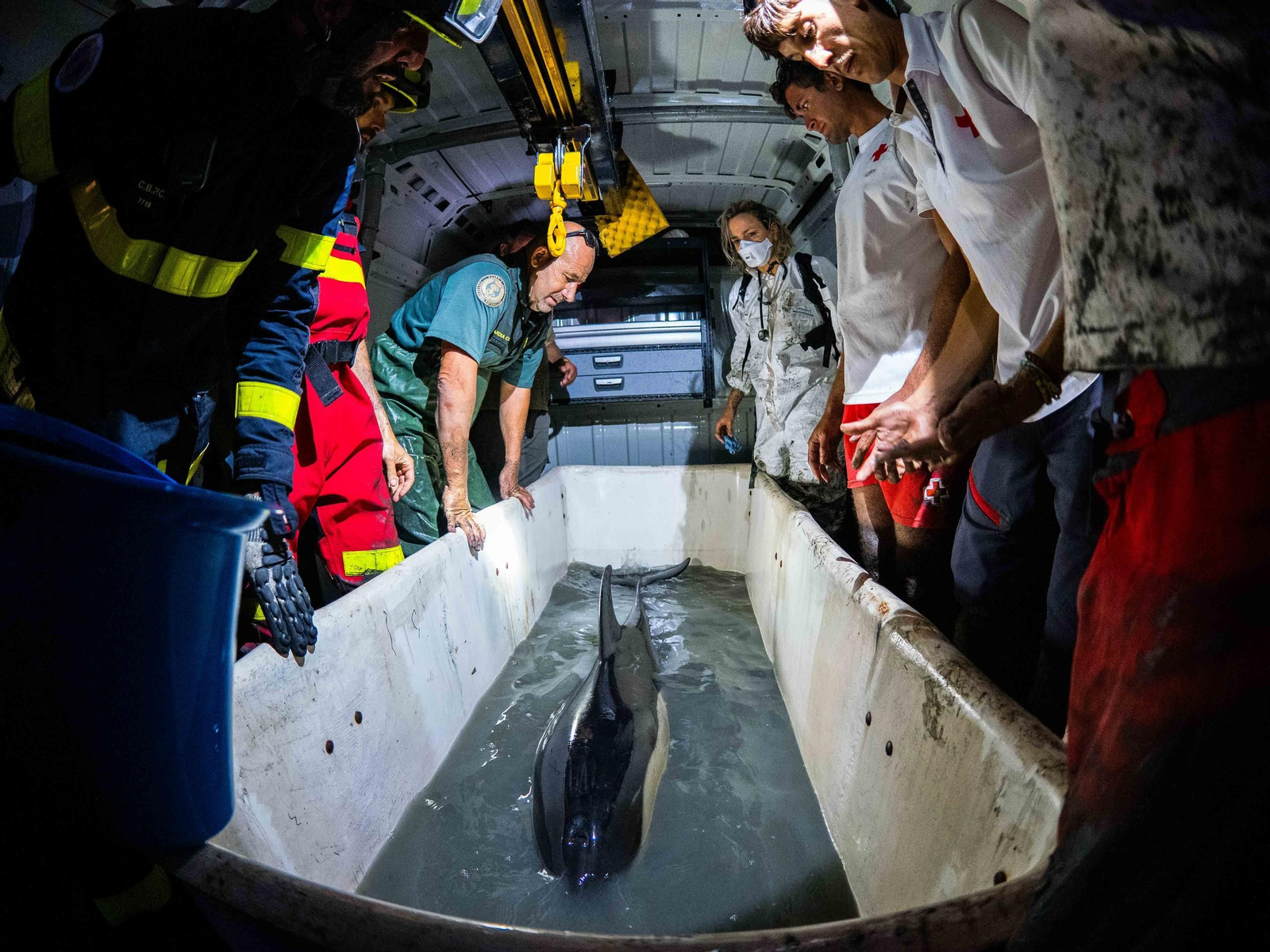 Así fue el rescate del delfín varado en San Fernando