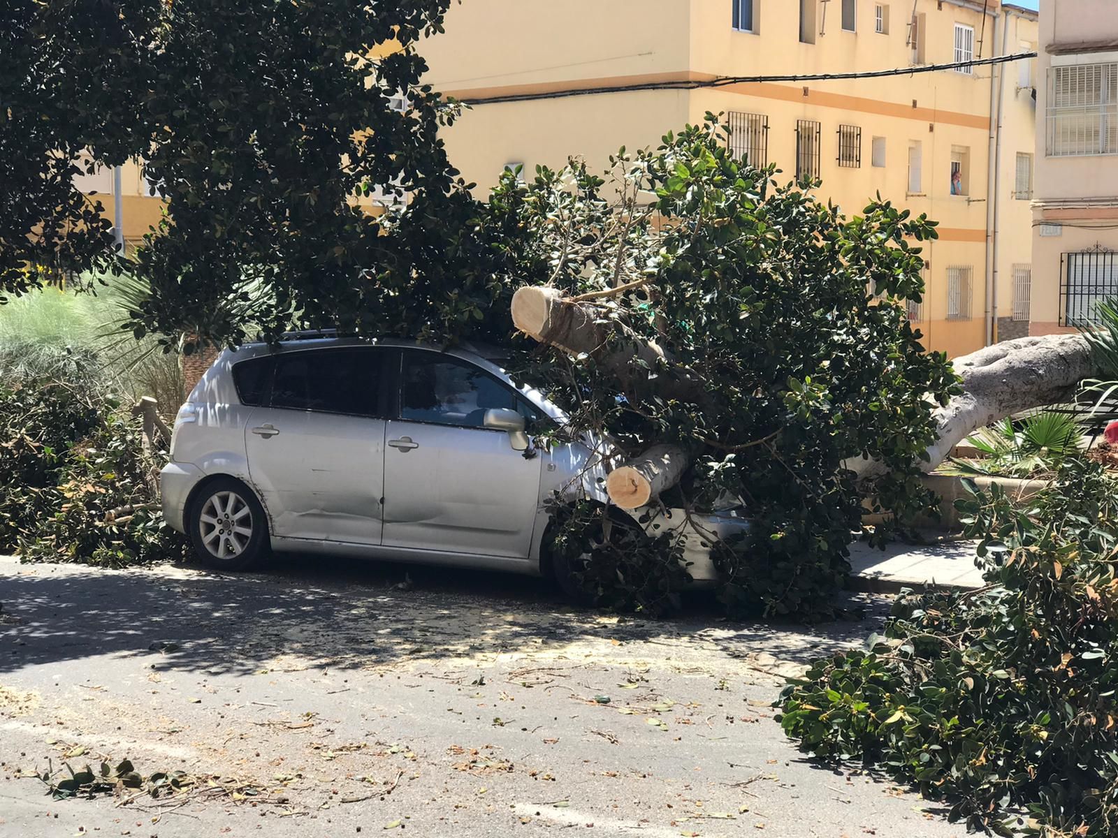 El viento derriba un árbol sobre un coche en El Zapillo