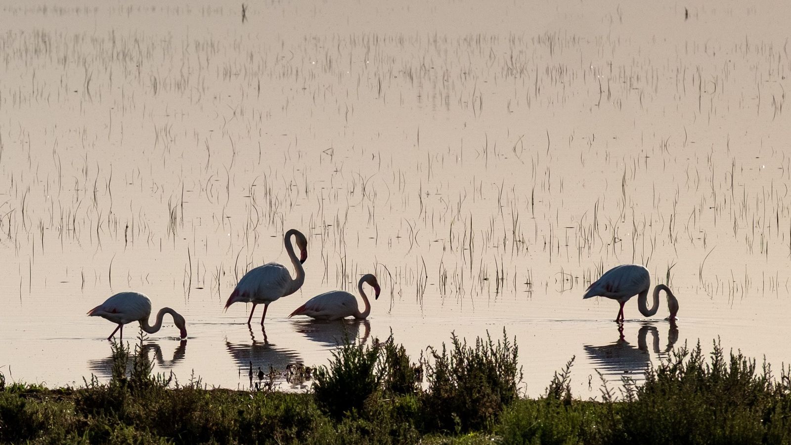 Flamencos en una de las lagunas de Doñana.