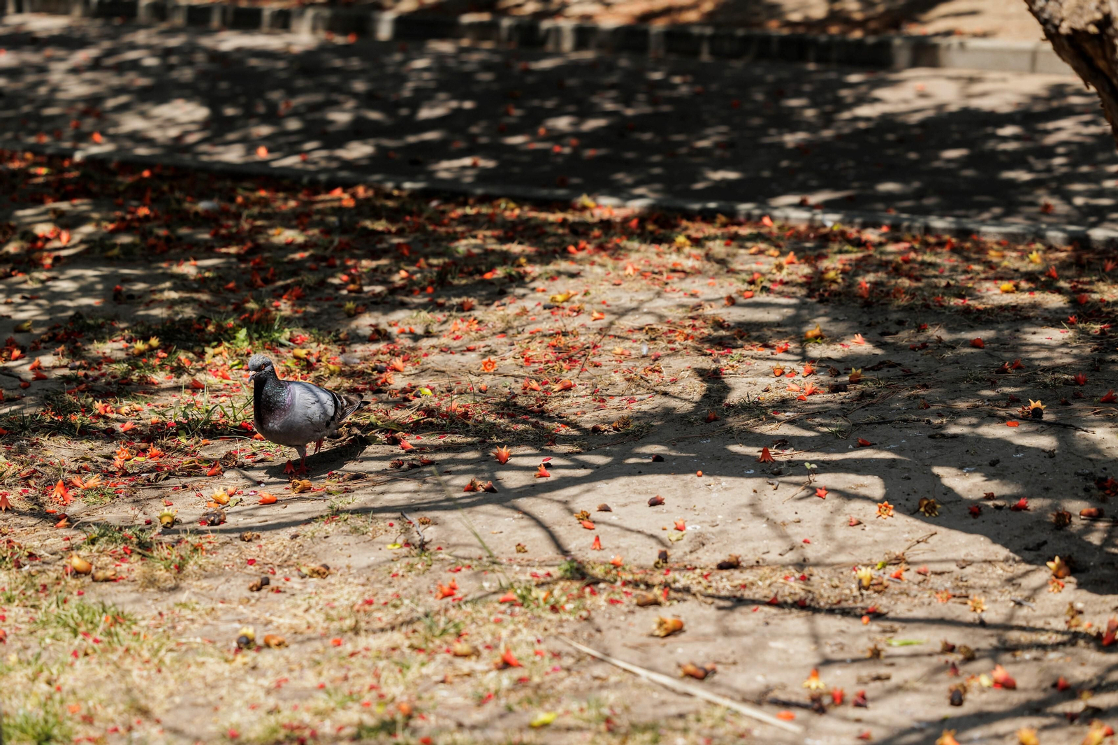 Las zonas verdes menos verdes de la ciudad de Cádiz