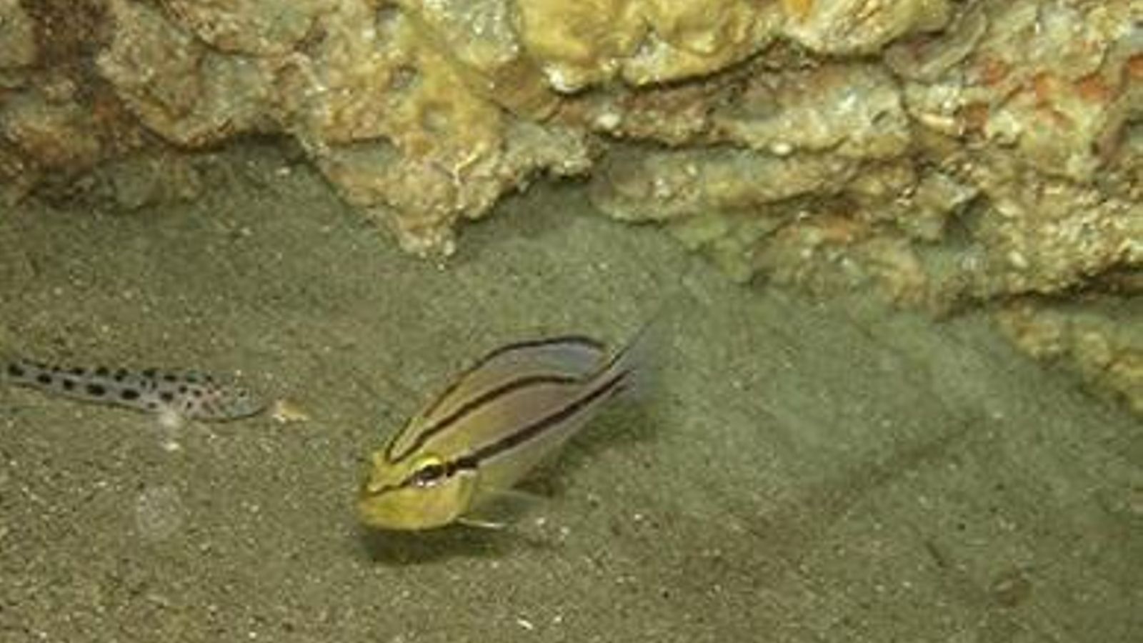 Juvenil de borriquete con líneas transversales