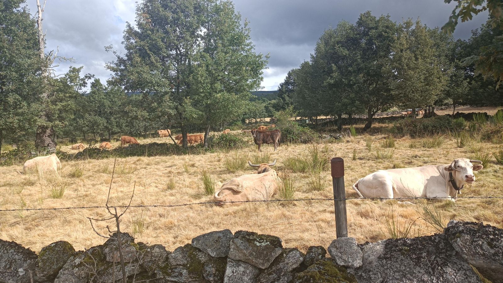 Galicia nos recibe con un paisaje agradable, lleno de vacas.