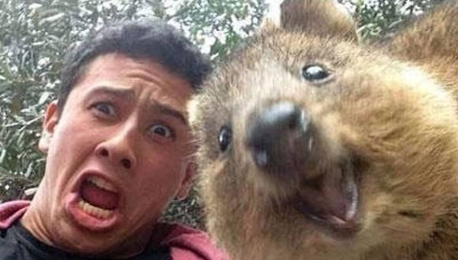 El quokka, el marsupial de los 'selfies' virales, en peligro de extinción