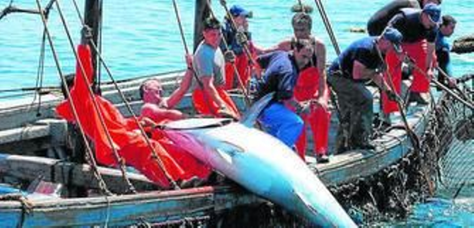 Los almadraberos suben a la embarcación un ejemplar de atún  rojo.