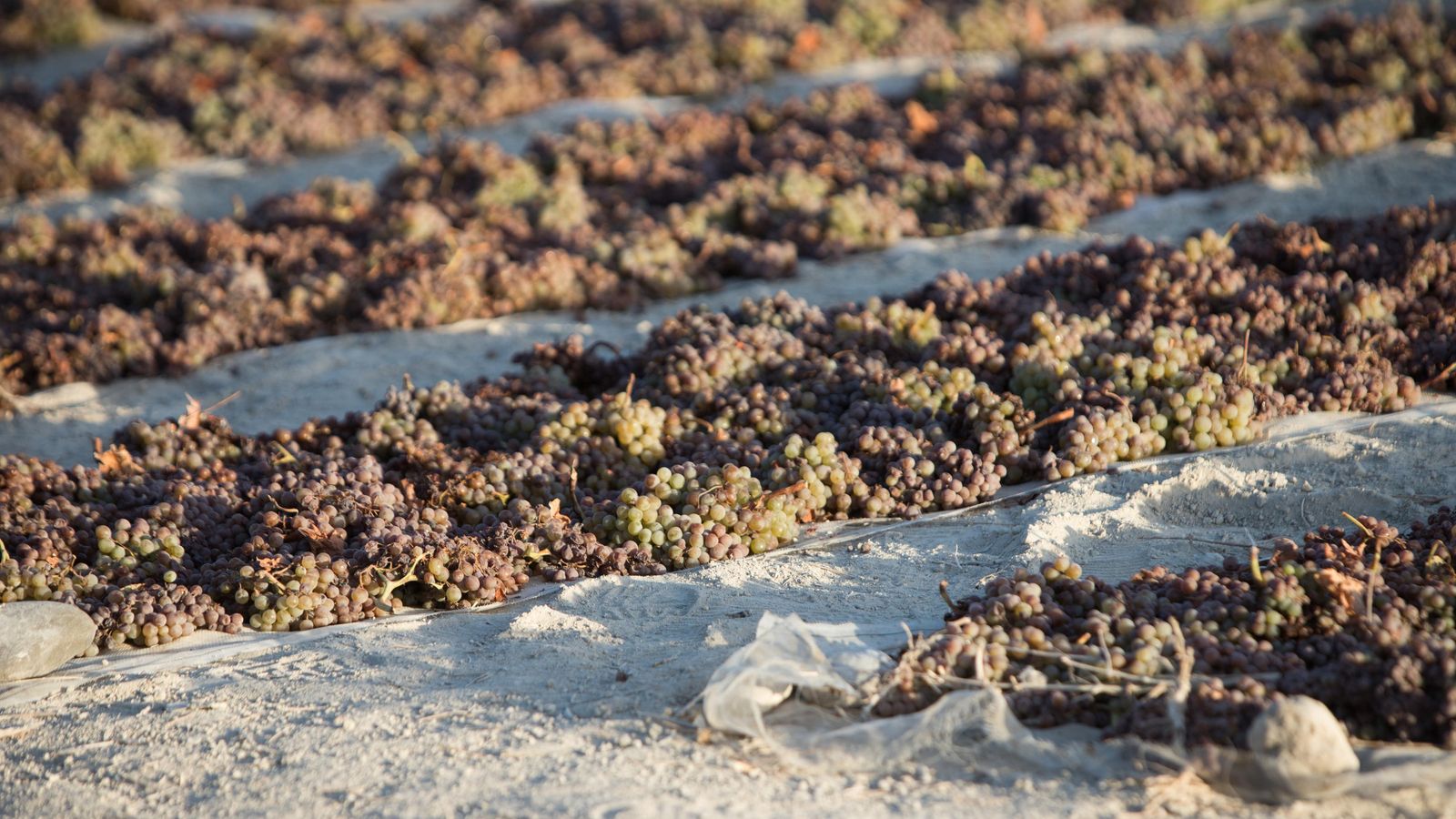 Asoleo de Pedro Ximénez en las paseras.