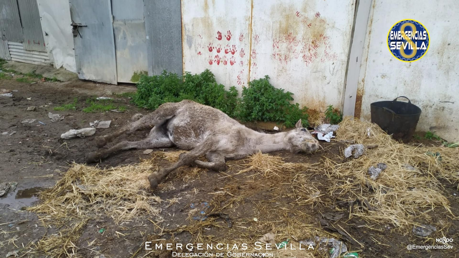 Localizan un caballo moribundo en Palmete