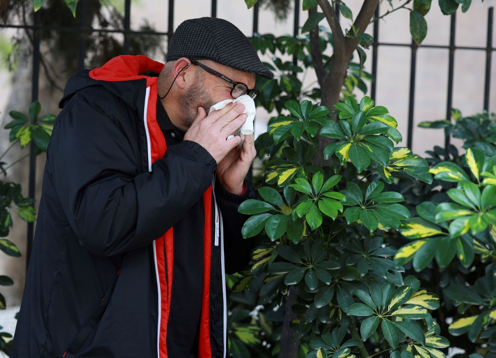 El ciprés mantendrán altas cocnentraciones de polen en Málaga la próxima semana.