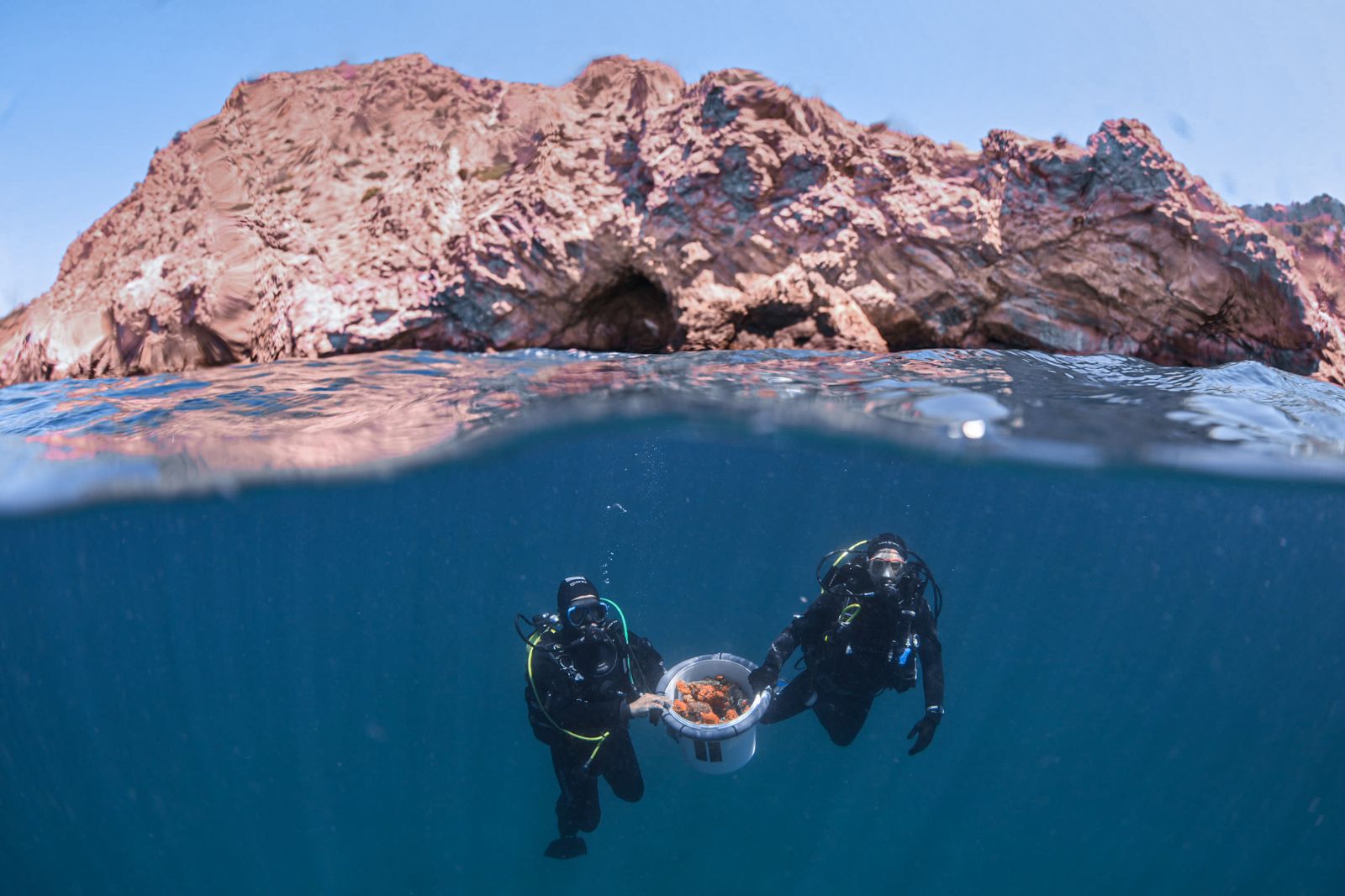 Recuperar el coral naranja en la Costa de Granada: el objetivo de un equipo de biólogos especializados en la conservación del medio natural