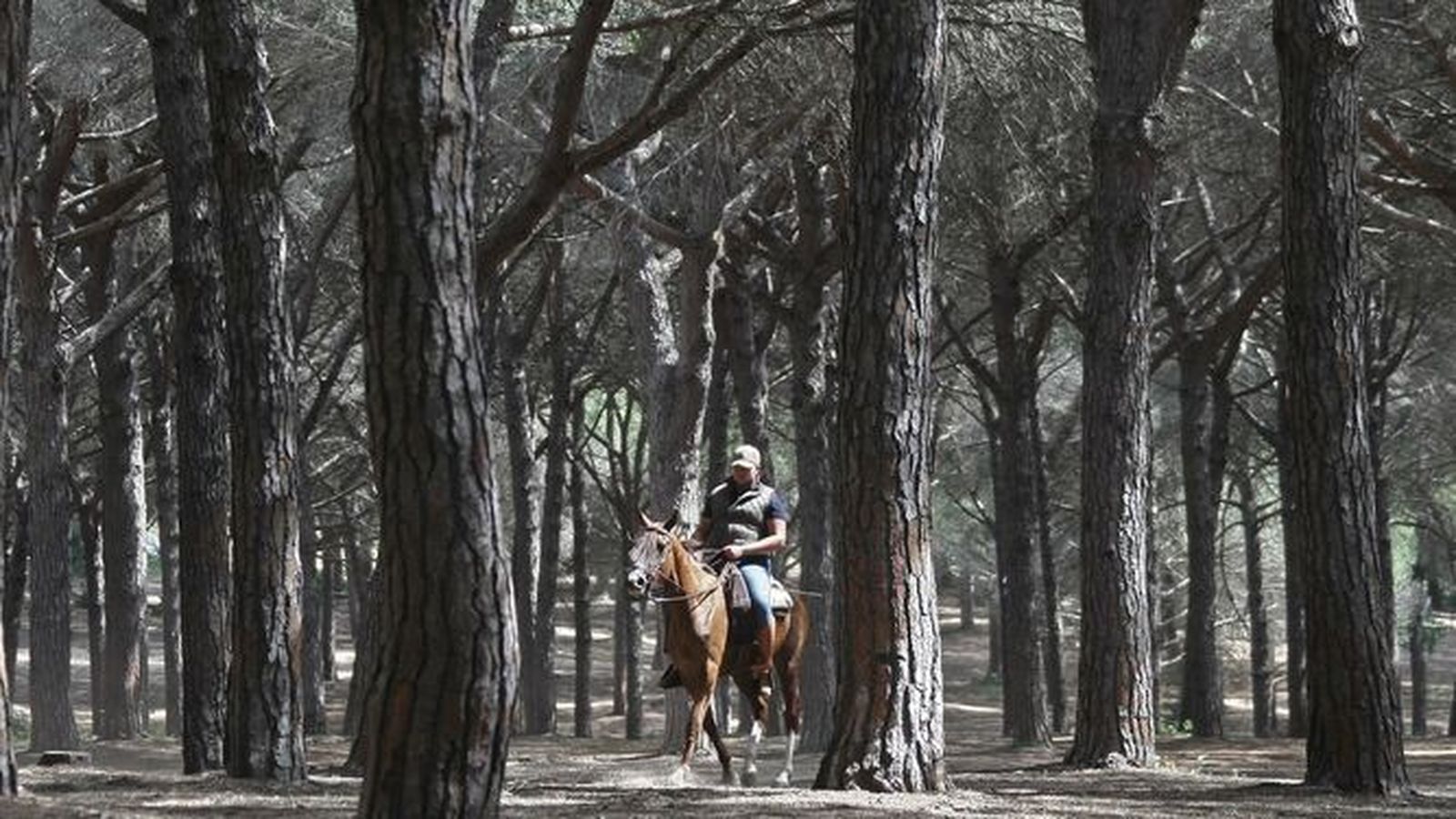 Un caballista en el Pinar del Rey.