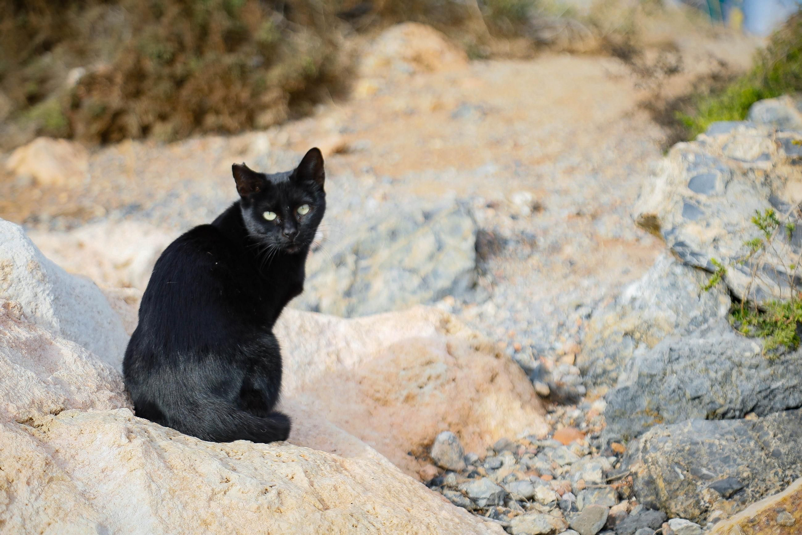 Un gato. Tranquilo, no da mala suerte.