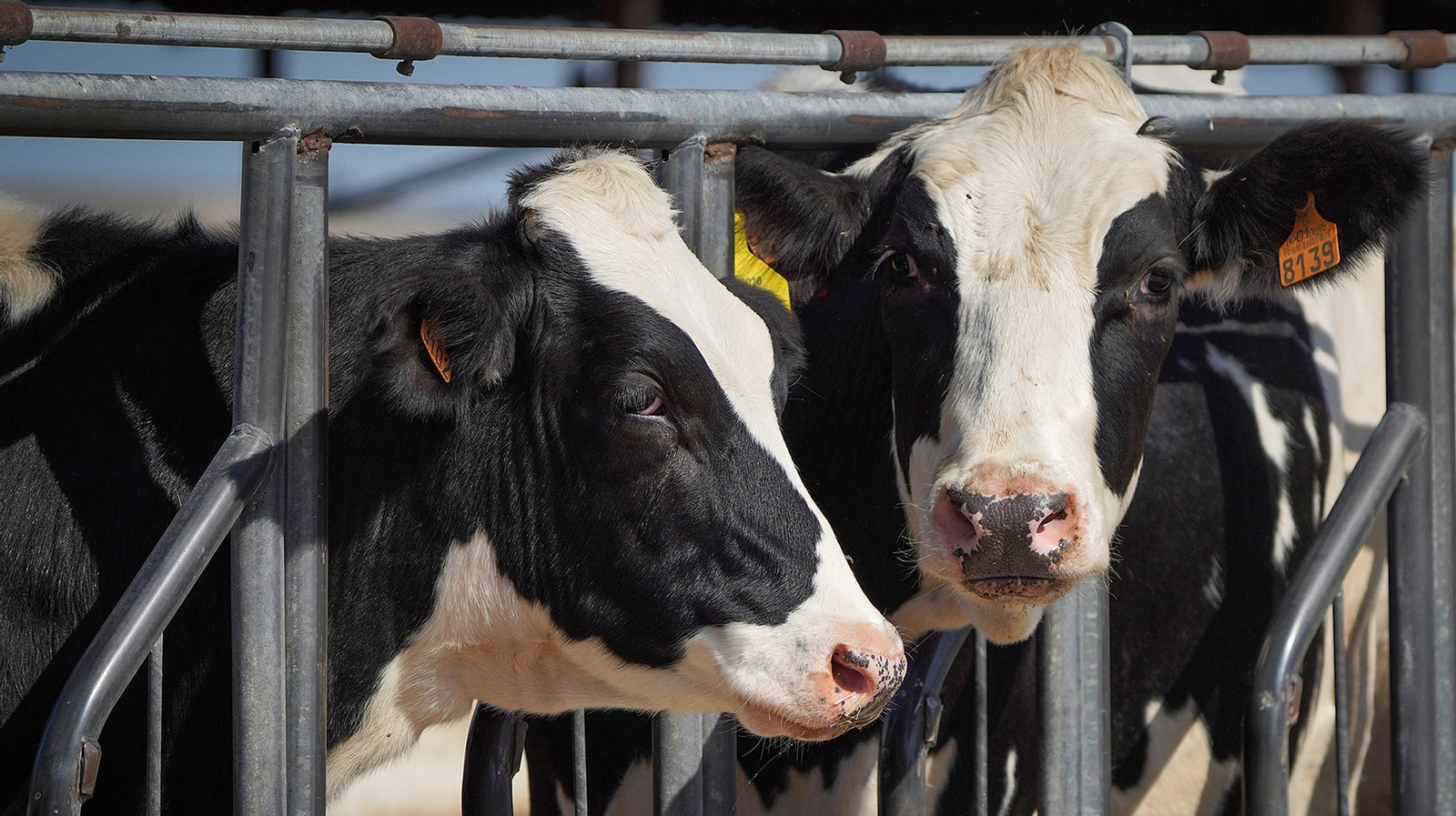Pilar Arteaga Esteban , veterinaria y ganadera