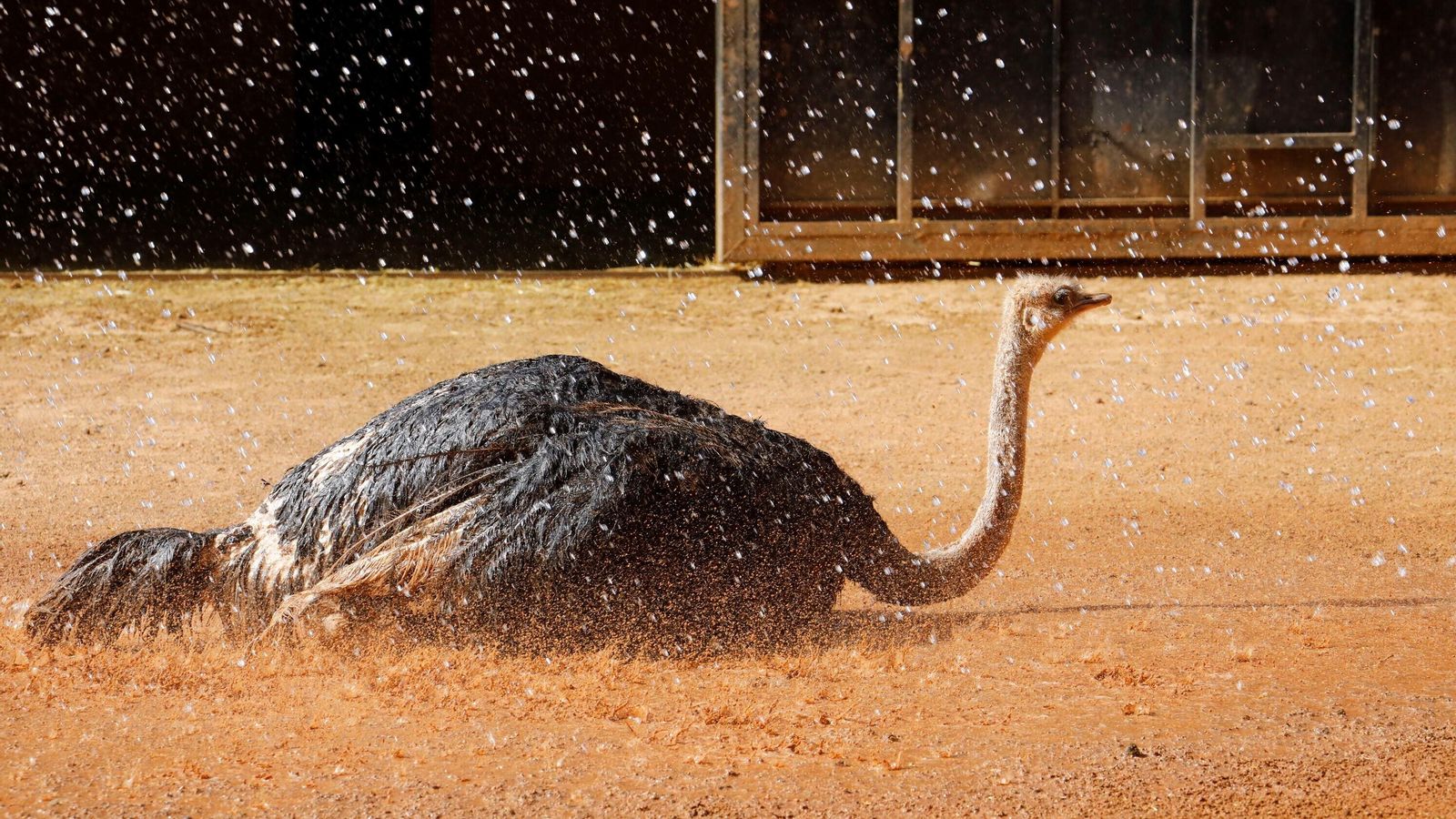 Una avestruz se refresca.