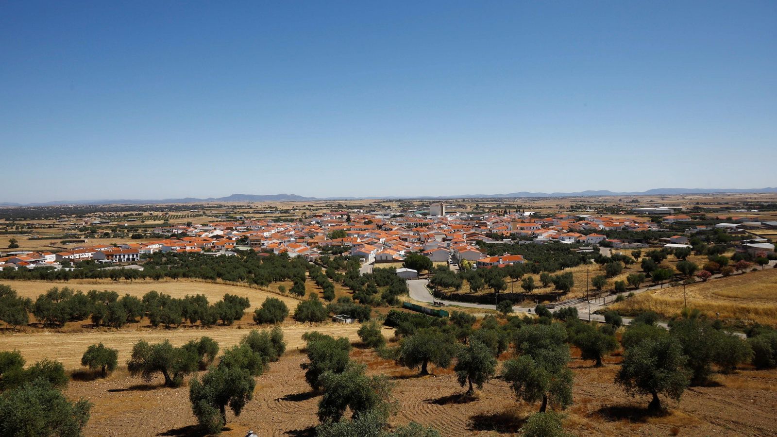 Olivares en Alcaracejos.