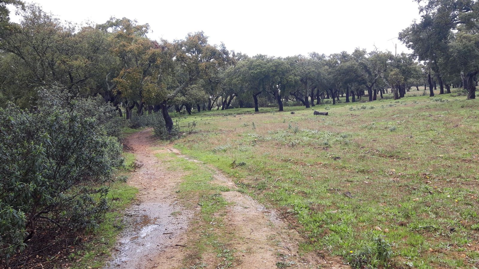 Dehesa antes de desviarnos a Grimaldo